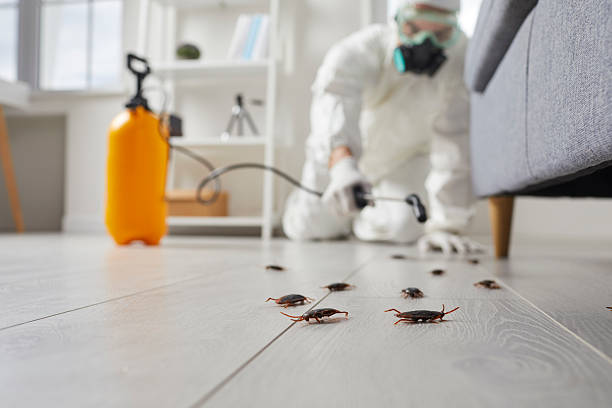 Post-Treatment Bed Bug Interceptor Monitoring in La Habra
